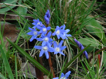 Scilla sardensis Kleine sneeuwroem bestellen